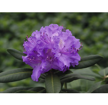 Närbild av en lila rhododendronblomma