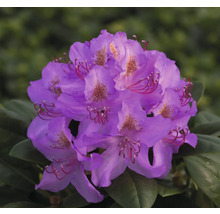 Närbild av en lila rhododendronblomma