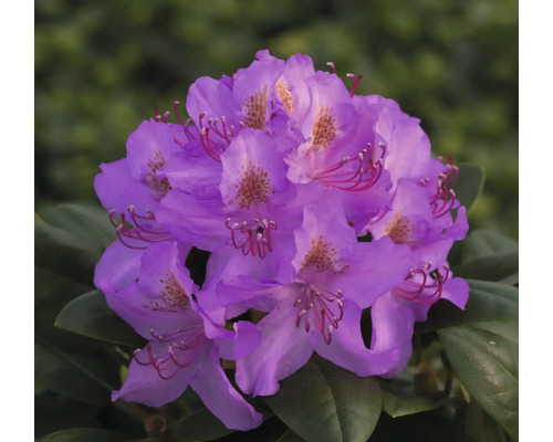 Närbild av en lila rhododendronblomma