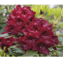 Blommande rödblommande rododendron