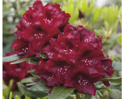 Blommande rödblommande rododendron