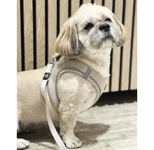 Hund med hundsele och koppel