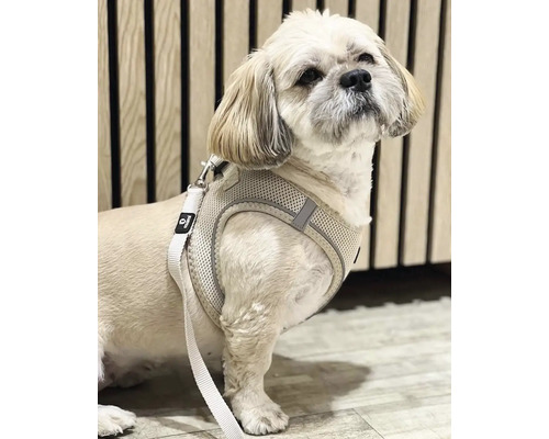 Hund med hundsele och koppel