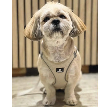Shih Tzu hund med sele