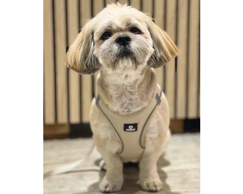 Shih Tzu hund med sele