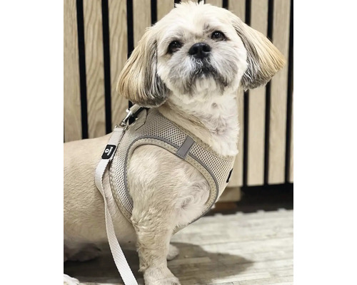 Shih Tzu hund med hundsele