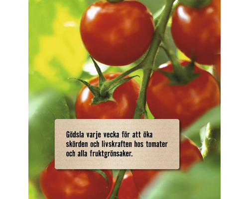 Mogna tomater på växten med gödningsråd för veckovis applicering