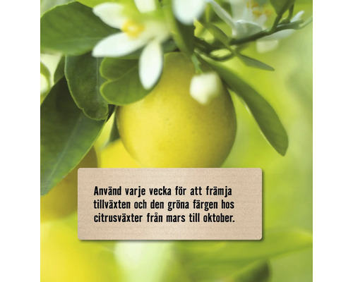 Citrusfrukt med blad och blommor, bruksanvisning för tillväxt från mars till oktober
