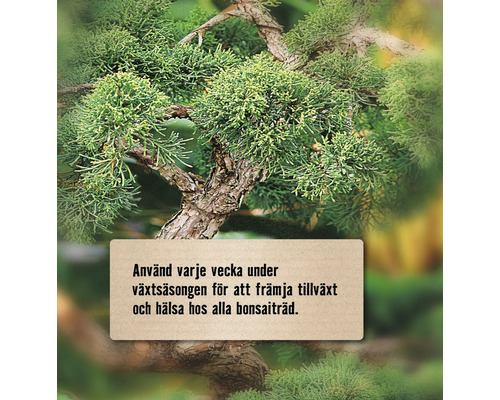 Bonsaiträd med anvisning för att främja tillväxt och hälsa
