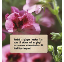 Närbild av rosa pelargoner med skötselråd