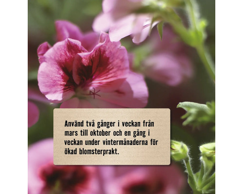 Närbild av rosa pelargoner med skötselråd