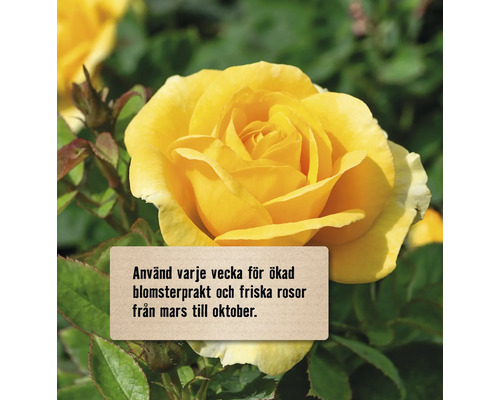 Gul ros med anvisning om användning för ökad blomsterprakt