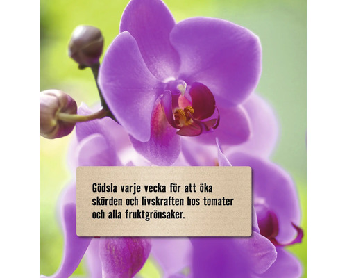 Lila orkidé med notis om veckovis gödsling för tomater och fruktgrönsaker