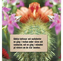 Information om gödsling av kaktusar och suckulenter.