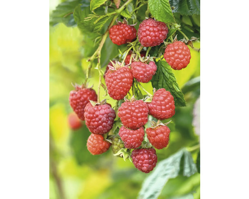 Ekologiska sommarhallon FLORASELF Bio Rubus idaeus 'Willamette' ca 30cm Co 2L Närbild av hallon på busken