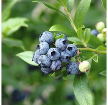 Närbild av blåbär på en gren