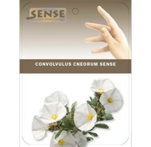 Förpackning med Convolvulus cneorum Sense blomfrön