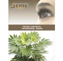Aralia FLORASELF Fatsia japonica 'Spiderweb' 40-50cm Co L