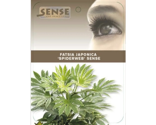 Fatsia Japonica krukväxt ''Spiderweb Sense'' i kruka