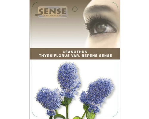 Bild av Ceanothus thyrsiflorus var. repens Sense-växt
