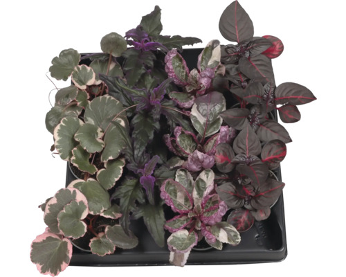 Skål med olika prydnadsväxter