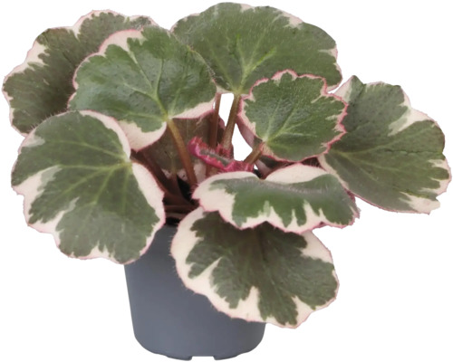 Begonia i kruka med gröna blad och vit kant