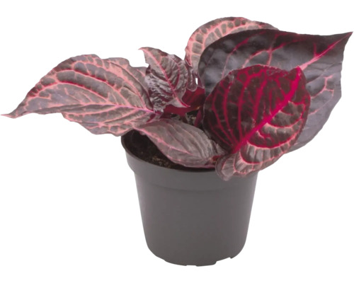 Inomhusväxt i kruka