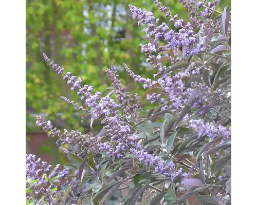 Blommande kyskhetsträd buske i trädgården