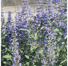 Blommande kyskhetsträd planta i trädgården