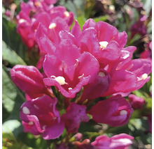 Närbild av en Weigelia-växt med blommor