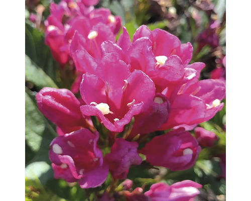 Praktryar FLORASELF Weigela florida 'Big Love' 40-50cm Co 6L