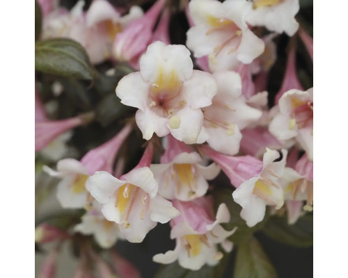 Dvärgprakttryar FLORASELF Weigela florida 'Vintage Love' Co 6L