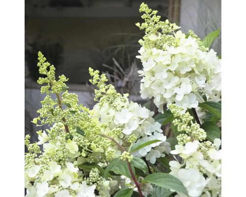 Vipphortensia mix FLORASELF Hydrangea paniculata 30-40 cm Co 3L, olika sorter Syrenhortensia med vita blommor och gröna blad.