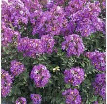 Blommande Lagerstroemia buske med gröna blad