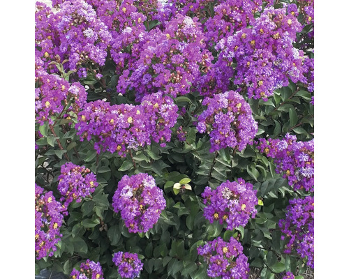 Blommande Lagerstroemia buske med gröna blad