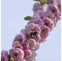 Blommande prydnadskörsbärsgren med en humla
