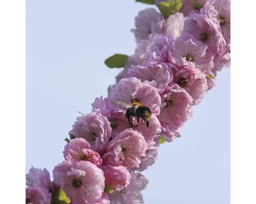 Blommande prydnadskörsbärsgren med en humla
