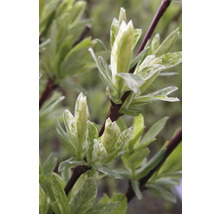 Närbild av skott från en prydnadsväxt med blad