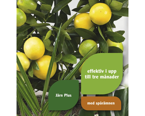 Citrusväxt med mogna och omogna frukter samt information om järntillskott och spårämnen