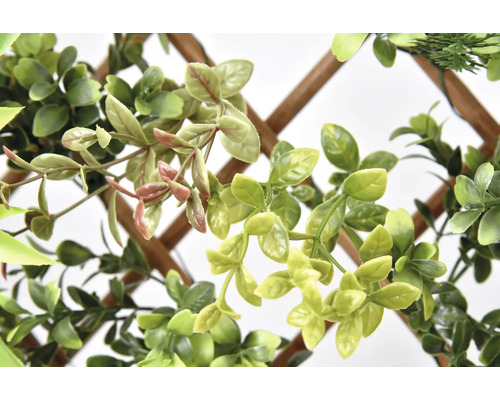 Dekorativa gröna växter på spaljé