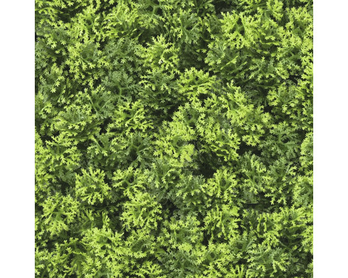 Närbild av konstgjord grönska som häckväxt