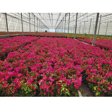 Växthus med bougainvilleaväxter