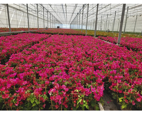 Växthus med bougainvilleaväxter