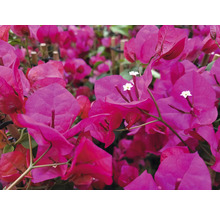 Närbild av bougainvilleablommor