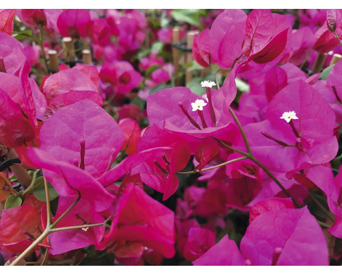 Närbild av bougainvilleablommor