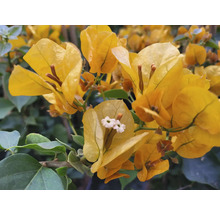 Närbild av en gul bougainvillea
