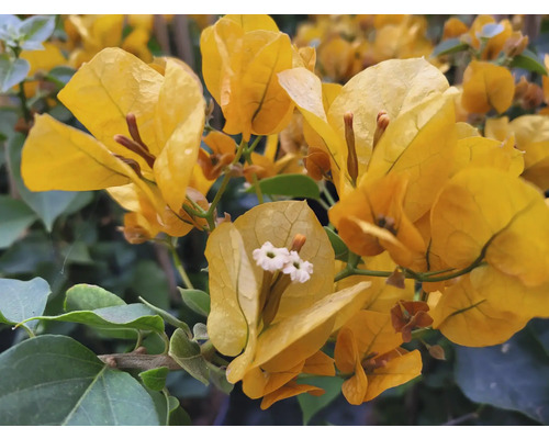 Närbild av en gul bougainvillea
