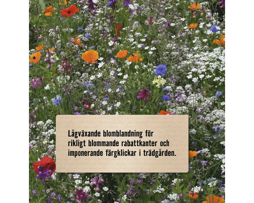 Lågväxande blommblandning för rikligt blommande rabattkanter och imponerande färgklickar i trädgården