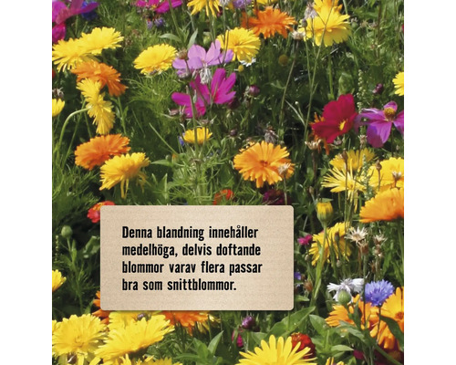 Blomstblandning i trädgården, lämplig som snittblommor