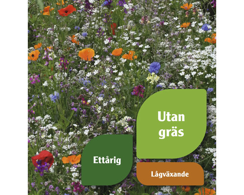 Blomsteräng med ettåriga, lågväxande blommor utan gräs